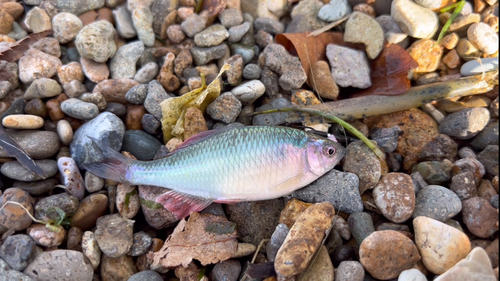 タナゴの釣果