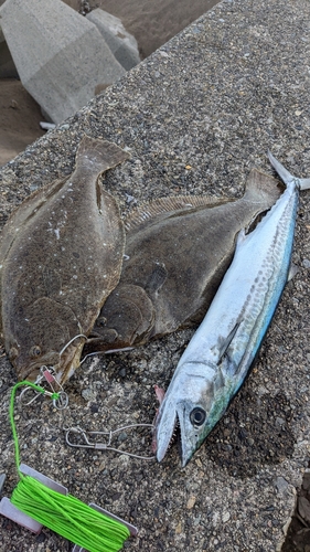 ヒラメの釣果