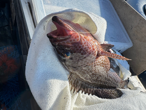 オオモンハタの釣果