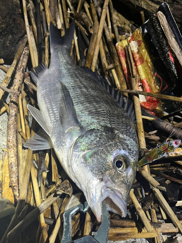 チヌの釣果