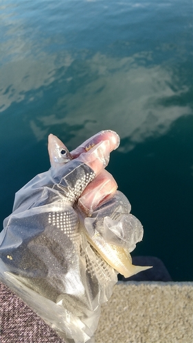 キスの釣果