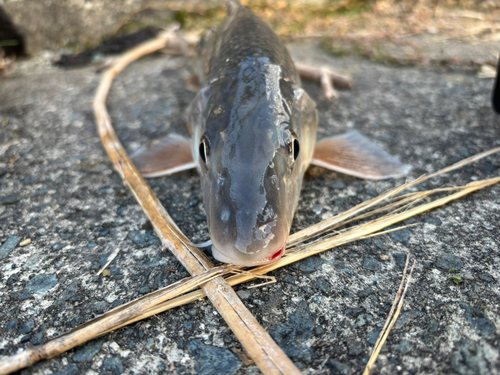 ニゴイの釣果