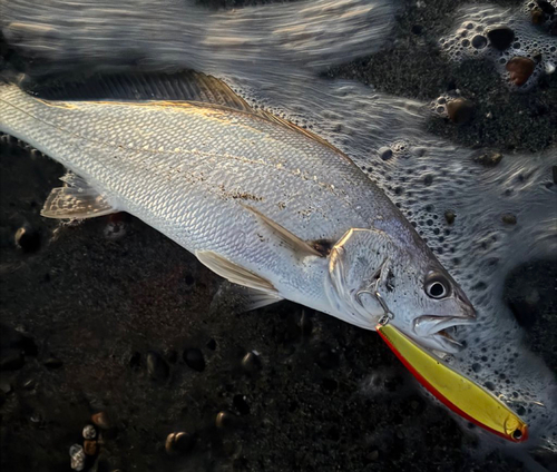 オオニベの釣果