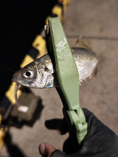 マアジの釣果