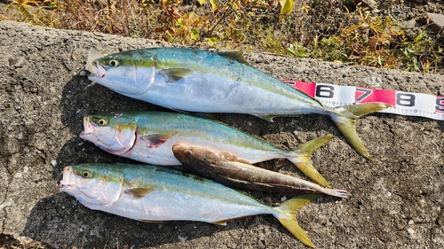 ハマチの釣果