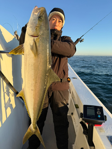 ヒラマサの釣果