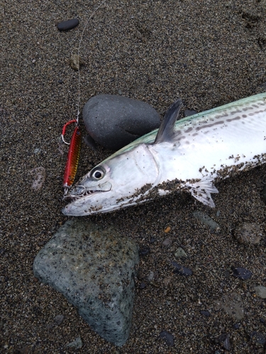 サゴシの釣果