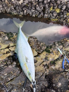 メジロの釣果