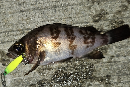 メバルの釣果