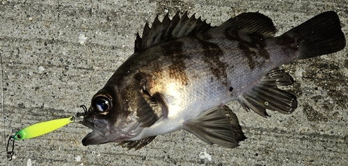 メバルの釣果