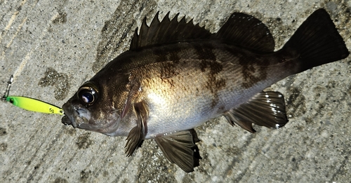 メバルの釣果