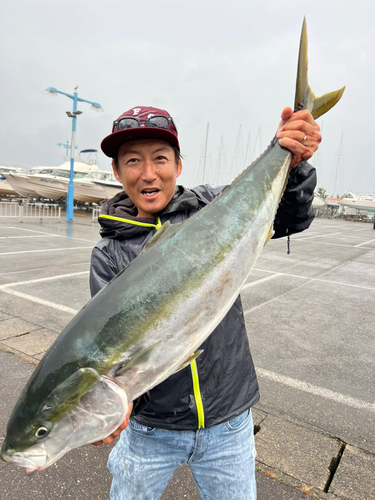 ブリの釣果