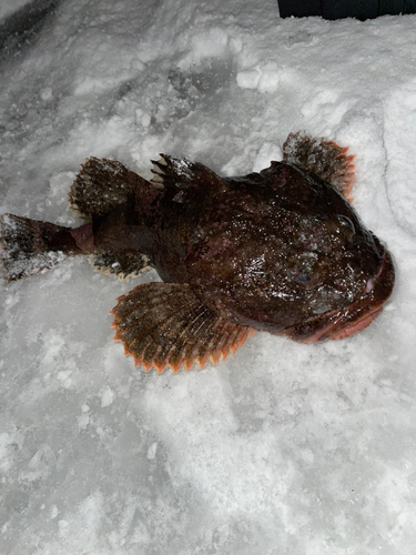 アイナメの釣果