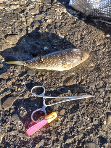 ショウサイフグの釣果