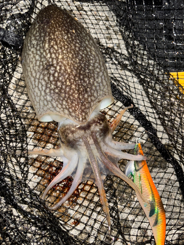 シリヤケイカの釣果