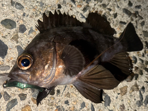 シロメバルの釣果