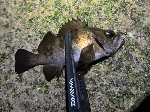 メバルの釣果