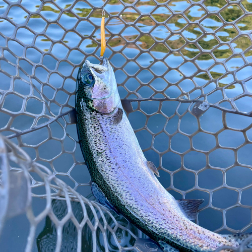 ニジマスの釣果