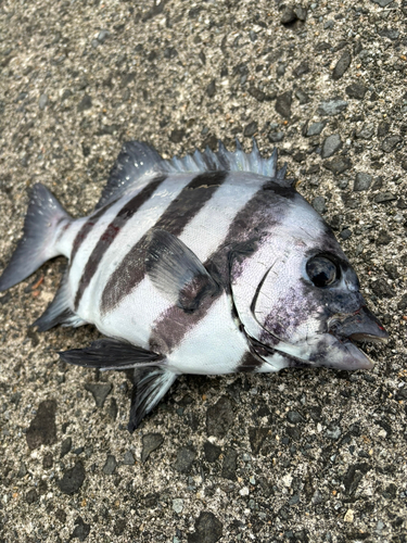 イシダイの釣果