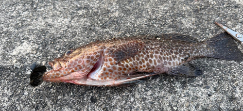 オオモンハタの釣果