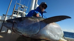 キハダマグロの釣果