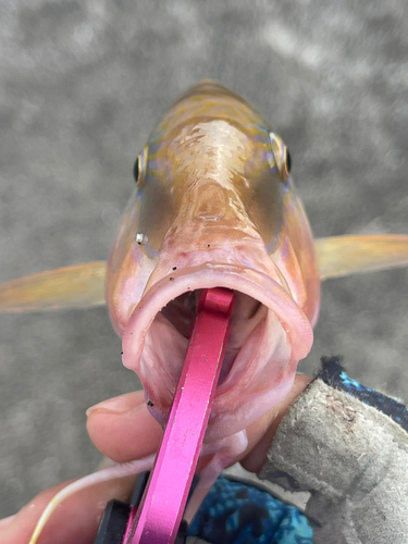 コバンヒメジの釣果