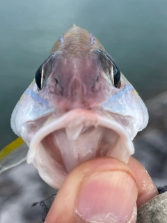 ヨスジフエダイの釣果