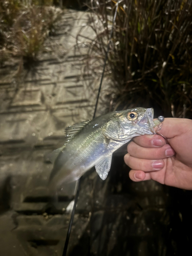 セイゴ（マルスズキ）の釣果