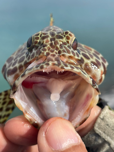 カンモンハタの釣果