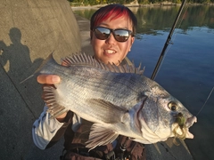 チヌの釣果