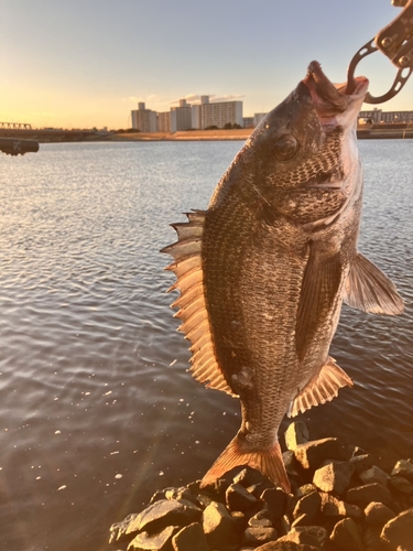 クロダイの釣果