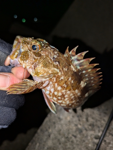 カサゴの釣果