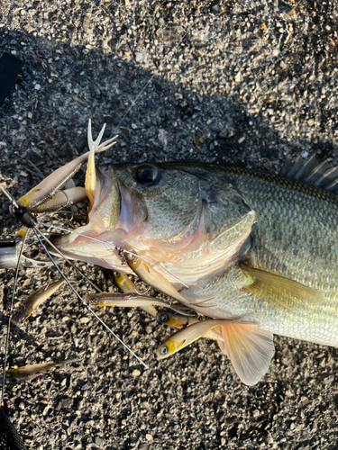 ブラックバスの釣果