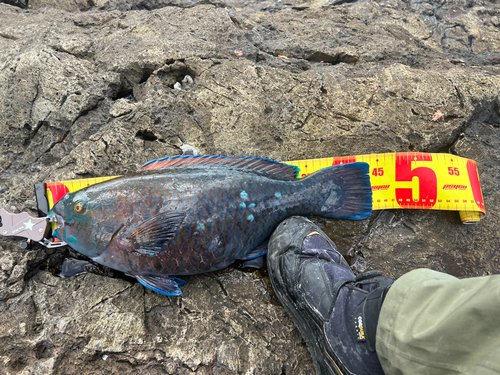 アオブダイの釣果