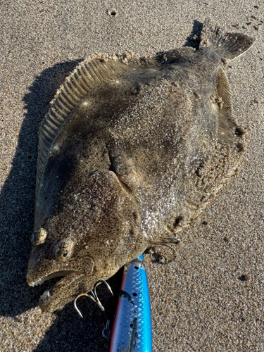 ヒラメの釣果