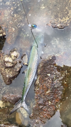 サゴシの釣果