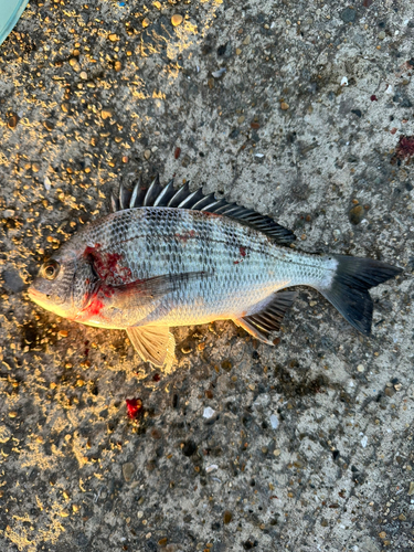 クロダイの釣果