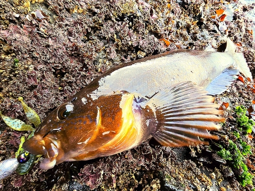 アイナメの釣果