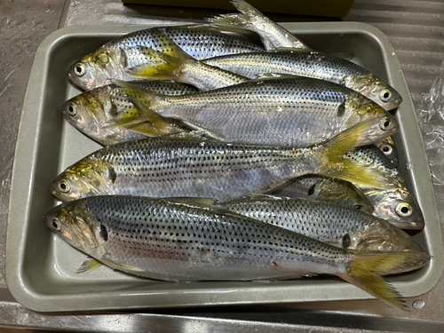 コノシロの釣果