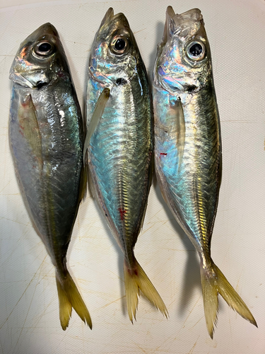 アジの釣果