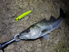 シーバスの釣果