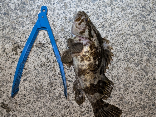 タケノコメバルの釣果