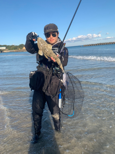 マゴチの釣果