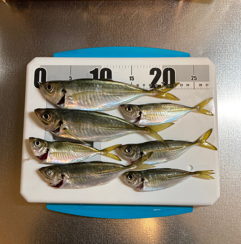 アジの釣果