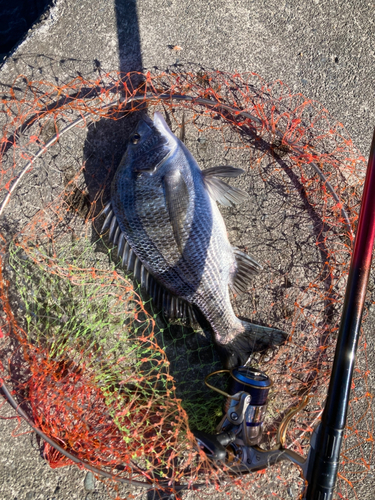 クロダイの釣果