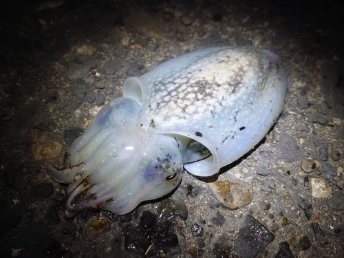 シリヤケイカの釣果