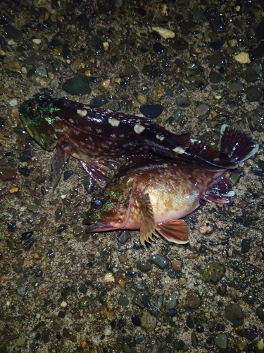 カサゴの釣果