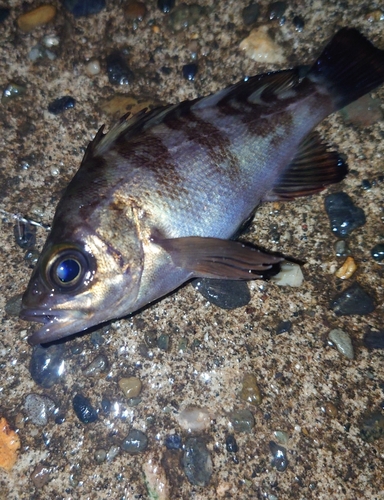 メバルの釣果