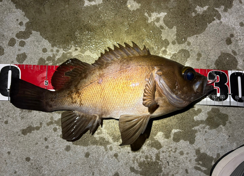 シロメバルの釣果