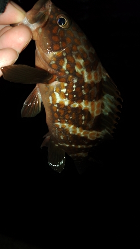 アコウの釣果